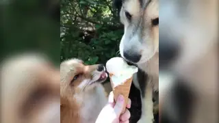 Un zorro y un perro comparten un helado.