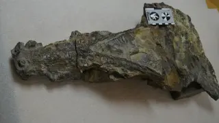 Cráneo del cocodrilo, tal como se encuentra en la actualidad en los almacenes del Museo de Ciencias Naturales de la Universidad de Zaragoza