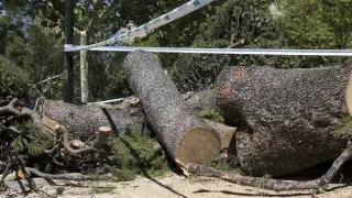 Caída de árboles en Zaragoza