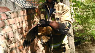 El águila de Harris, de cuatro años, tras el rescate.
