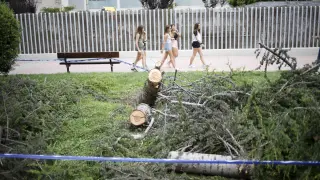 El árbol cayó al mediodía en una zona peatonal de la calle de Pablo Iglesias.