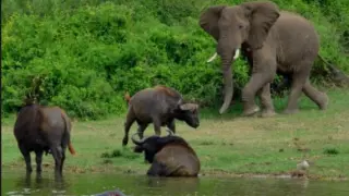 Un elefante, en el Parque Natural Chebera-Chorchora, donde se produjo el ataque a un turista español que le causó la muerte.