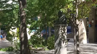 Una rama ha caído en la plaza de Aragón
