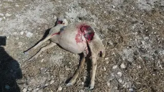 El animal saltó el vallado y mató al menos a nueve ejemplares de ovino.