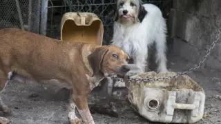 Una organización denuncia el maltrato animal a los perros de caza del Pirineo