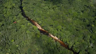 Especies nuevas se descubren cada año y muchas zonas de la vasta región amazónica continúan estando mal o completamente inexploradas