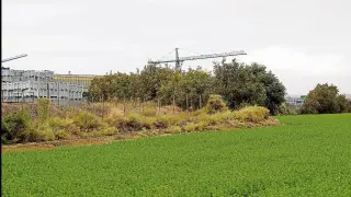 Forestalia y Atalaya invertirán 200 millones en el mayor parque fotovoltaico de Aragón