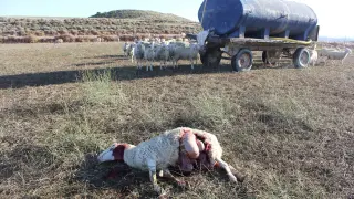 Una de las ovejas muertas por el ataque del lobo en una explotación de Leciñena