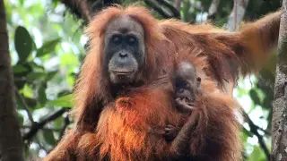 Orangután de Tapanuli