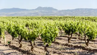 Fotografía de la parcela Alto Cantabria de donde se obtienen las vides para elaborar el vino Conde Valdemar Finca Alto Cantabria.