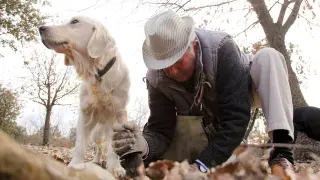 Un truficultor recoge trufa en el monte junto a su perro.