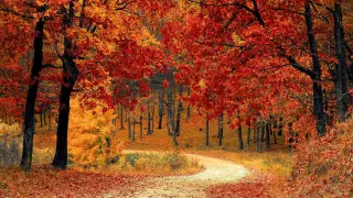 Colores de otoño.