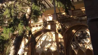 Árbol derribado por el viento en el monasterio de Veruela.