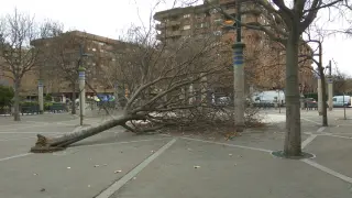 Cae un árbol en una zona peatonal de La Almozara