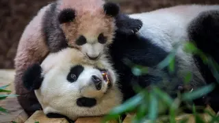Un panda gigante en un zoo francés