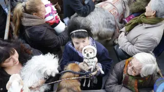 Varios perros reciben la bendición por San Antón en Zaragoza, el pasado día 17.