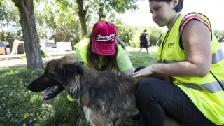 Trabajadores del Centro de Protección Animal, ubicado en Peñaflor, con uno de los perros que fueron rescatados este año.
