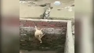 Un perro sale de un pozo sin ayuda