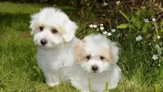 Los dos cachorros son de raza Cotón de Tuélar, proveniente del sur de Madagascar.