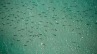 Los tiburones migratorios en el Parque MacArthur de las Islas Singer, de Florida.