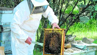 Un apicultor aragonés muestra un panal con numerosos ejemplares muertos, supuestamente por la contaminación por pesticidas.