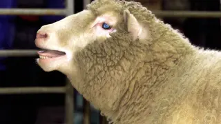 La oveja Dolly fue el primer mamífero clonado a partir de una célula adulta.
