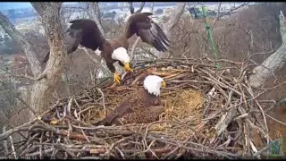 Una cámara graba el nacimiento de un nuevo polluelo de águila