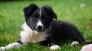 Border Collie, la raza de perros más inteligente del mundo.