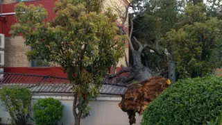 El viento derriba un árbol en la calle de Domingo Miral