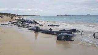 Algunas de las ballenas varadas