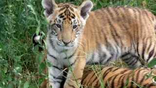 De las nueve especies de tigre que habitaban en el siglo XX, en la actualidad, sobreviven seis.