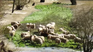 Las ovejas que se han salvado en un islote del río Aragón en Cáseda (Navarra) tras la crecida por las últimas lluvias.