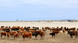 Más de 300 vacas de la ganadería 'La Rebomba', aisladas por la riada
