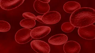 La hemofilia se caracteriza por un defecto de la coagulación de la sangre
