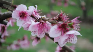 Los cerezos y los almendros son algunos de los árboles protagonistas de la primavera en la comarca.