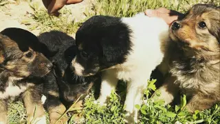Los cachorros encontrados se dan en adopción