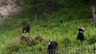 Las cabras de la ganadería de Ricardo Azón controlan la vegetación en Biescas.