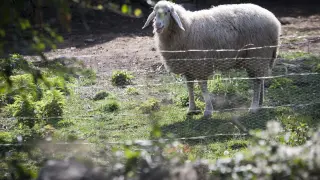 El Ayuntamiento de Roma estudia formar grupos de entre 15 y 25 ovejas para quitar la maleza de parques y jardines.