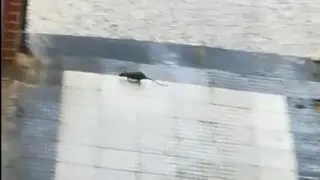 Fragmento del vídeo en el que se ve una de las ratas