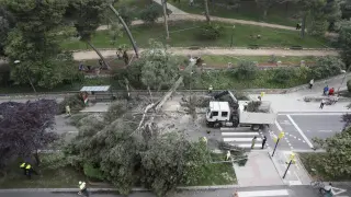 En mayo pasado cayó un árbol de grandes dimensiones en el parque Castillo de Palomar y obligó a cortar parte de la calle Rioja