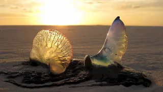 Las picaduras de medusa son muy habituales en los meses de verano y nos pueden estropear lo que iba a ser un día perfecto de vacaciones.