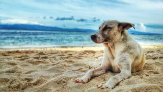 Las sanciones que acarrea llevar un perro a una playa en la que no esté permitida su presencia pueden ir de los 100 a los 3.000 euros.