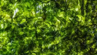 Las algas son ricas en omega 3, hierro y proteínas.
