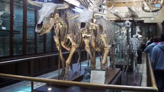 Esqueletos de vaca ñata en la sala de osteología comparada del Museo de La Plata