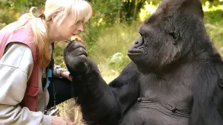 Koko junto a su profesora, la psicóloga para animales Penny Patterson