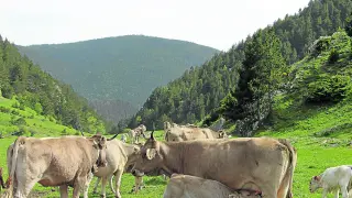Ejemplares de vacas nodrizas de raza Parda de Montaña.