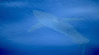 Avistan junto a la isla de Cabrera el primer tiburón blanco filmado en España en décadas