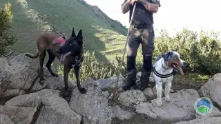 Los perros de la unidad del valle de Aragón que se han desplazado a la zona de Castanesa