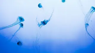 El tipo de medusas más frecuente implicado en las picaduras es el que pertenece al género Physalia.
