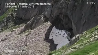 Así juguetean en verano los cabritillos de sarrio en los neveros del Pirineo aragonés